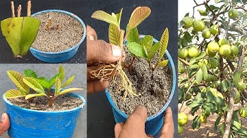 Unique skill Propagation Guava Tree Growing Fast Using Banana Fruit | Growing Guava Tree Cutting