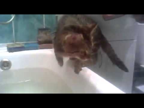 Видео коты в ванне. Кот в ванне. Кот упал в ванную. Котик моется в душе. Супер кот купается в ванной.
