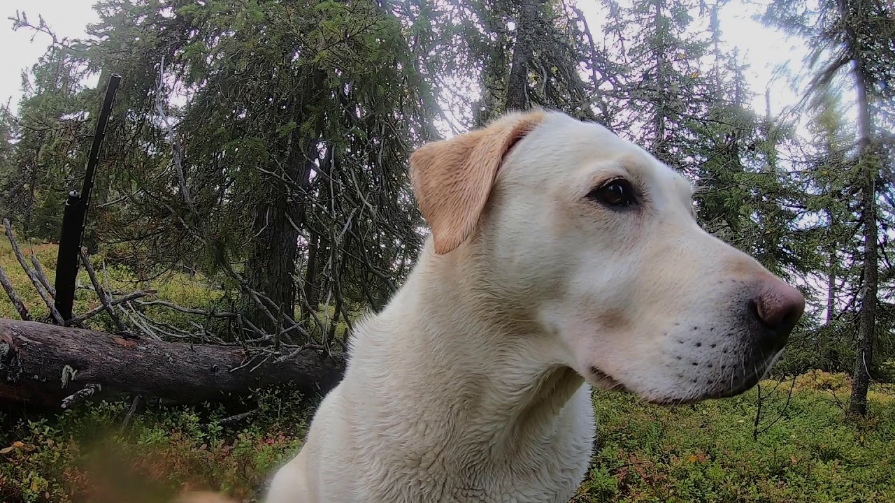 Metsästystä labradorinnoutajan kanssa 2019