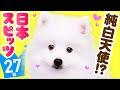 ❤️人気27位【日本スピッツってどんな犬？】子犬の価格や性格、寿命、飼いやすさは？ カワイイ動画でチェック！