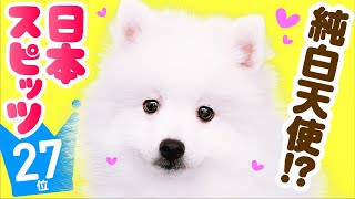 ❤️人気27位【日本スピッツってどんな犬？】子犬の価格や性格、寿命、飼いやすさは？ カワイイ動画でチェック！