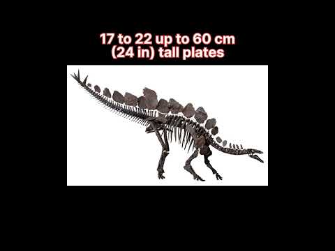 Video: Is stegosaurus 'n herbivoor?