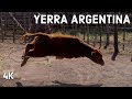 YERRA y SORTIJA tradicion criolla Argentina en Cordoba
