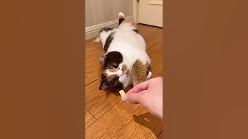 lazy cat asks for good 🐹🐹 #shortvideo #cute #cat #pets #shorts