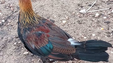 saib kv cov me nyua qaib ua si os cov phooj ywg. 10/4/2021