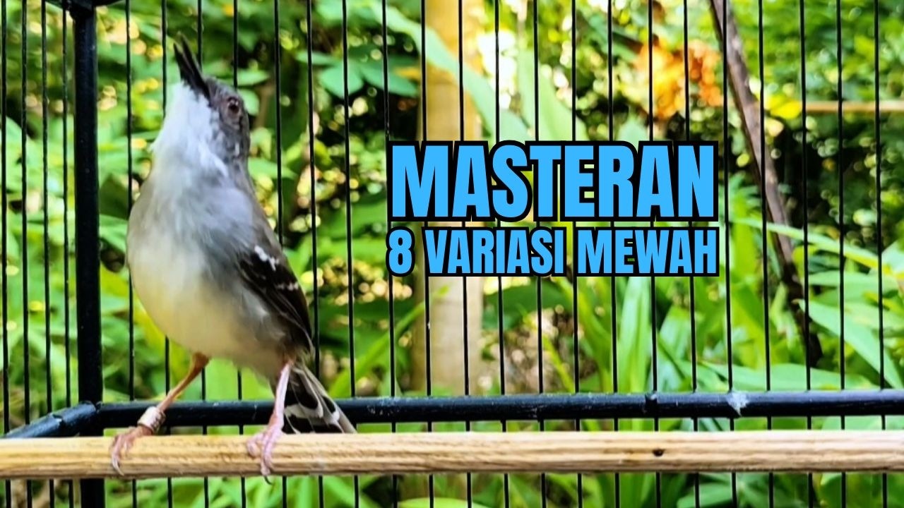 suara ciblek gacor variasi melimpah ini cocok untuk pancingan ciblek semi dan ciblek kristal bahan