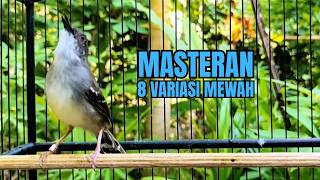 suara ciblek gacor variasi melimpah ini cocok untuk pancingan ciblek semi dan ciblek kristal bahan