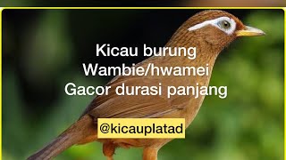 Wambi gacor durasi panjang || suara masteran hwamei || wambi masteran || wambi  @Kicau Plat AD