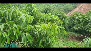 Vải Thiều Trên Đồi Vùng Cao Lục Ngạn l Núi Đồi Lục Ngạn