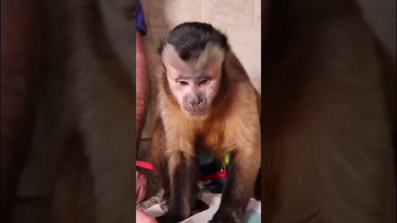 Monkey has a freeze pop 