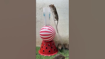 Mouse Trap 031AB  💯😱 🤯 !!! Rat Trap 💯  Mouse Trap Homemade  #rattrap #short #031AB031