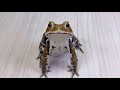 人に慣れすぎたヒキガエルがほぼ犬