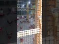criaderos de gallinas