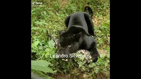 Black Jaguar with a Caiman kill😱😳❤