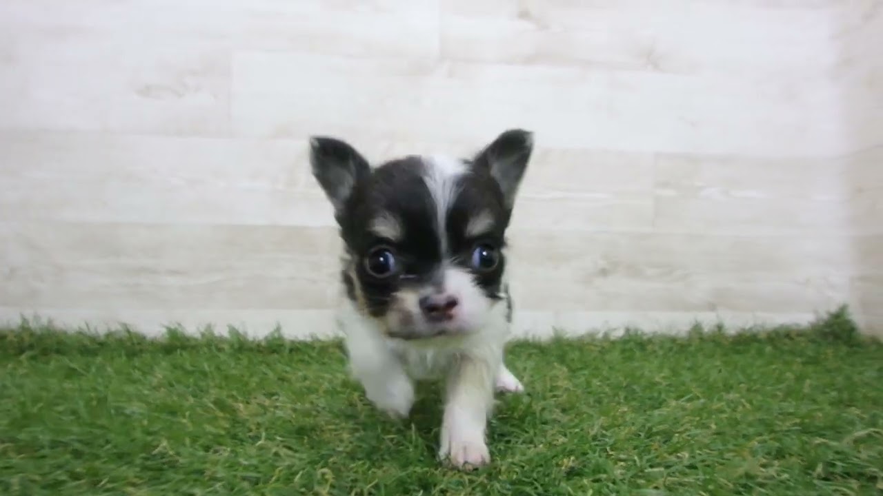 Coo&RIKU No.00743150 チワワ（ロングコート） - YouTube