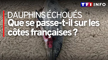 Où vivent les dauphins en France ?