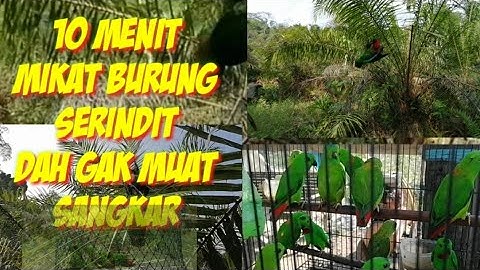 MIKAT BURUNG SERINDIT PAKAI JARING INI HASIL NYA/Bird trap