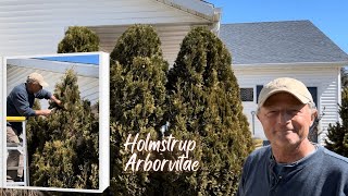 How To Prune Arborvitaes Below The Roof Line