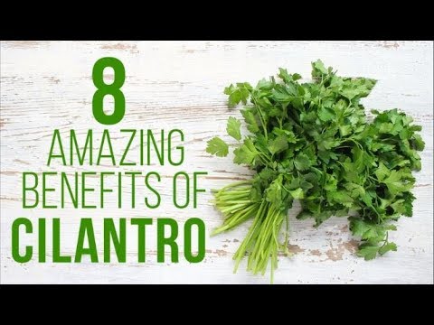 12 Amazing Benefits Of Cilantro Or Coriander Organic Facts