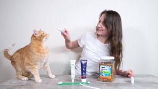 Top 6 Best Cat Dental Products (We Tried Them All)