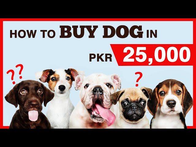 PETSET SHOW | HOW TO BUY  PUPPY IN 25K | AMMAD CHEEMA