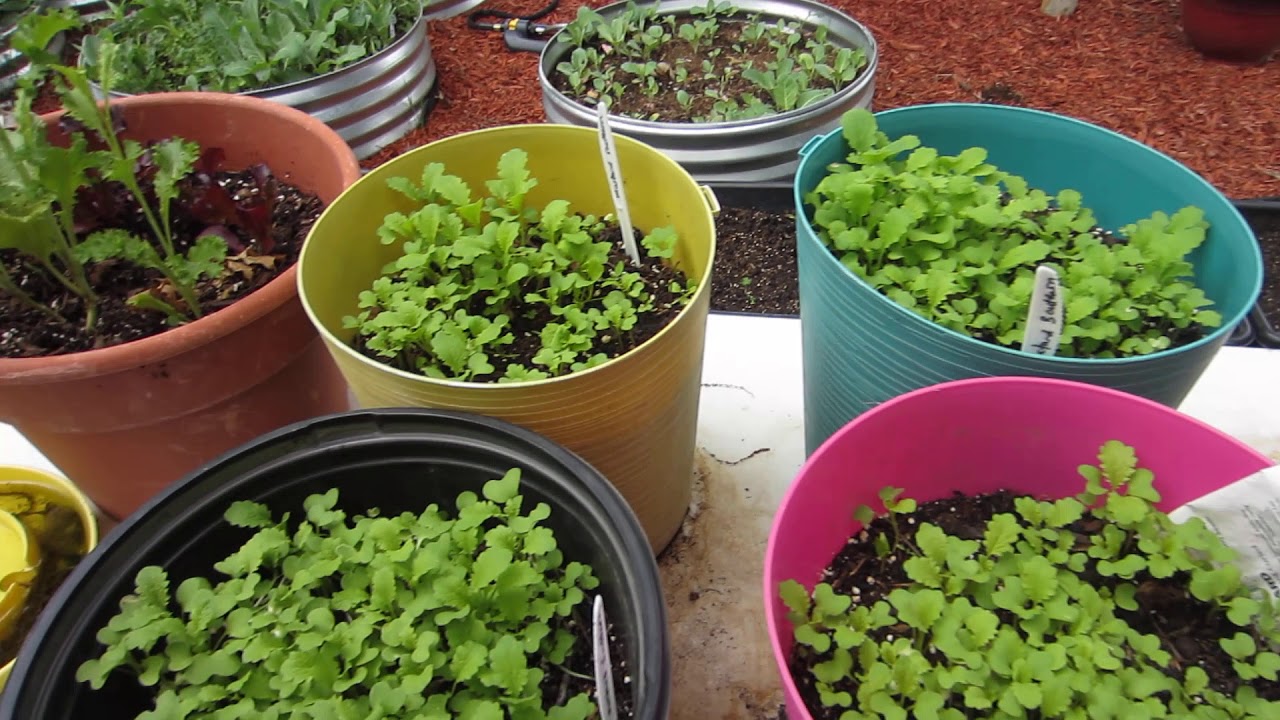 Growing Greens & Lettuces in Containers to Extend your Growing Period