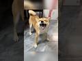 Foryou Funny Musicapp Tiktok Cat Pets Ticktock Foryou Funny Musicapp Tiktok Cat Pets Ticktock