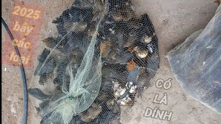 Tiếng Bẫy Hoét Các Loại Di Cư , Hoét Bụng Trắng , Hoét Đen   Hoét Lửa ...vvv Kêu Ra 2 Vế ( 2 Loa )