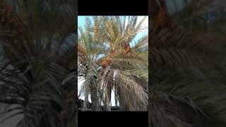 finaly pleasant weather revealed in ras al khaimah|#shorts