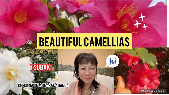 What does camellia symbolize in Japan? (2024)