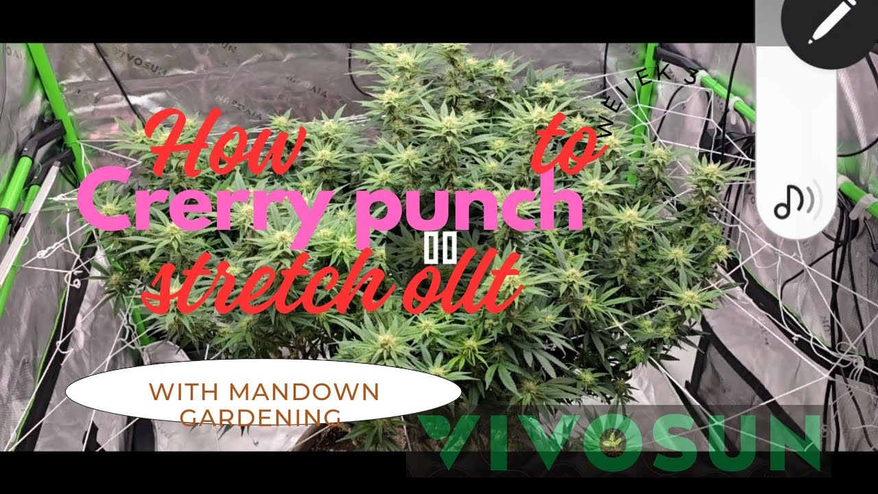 How to grow 1 giant cherry punch by seedsman under the AeroLightWing 400abnd luma ray add lights