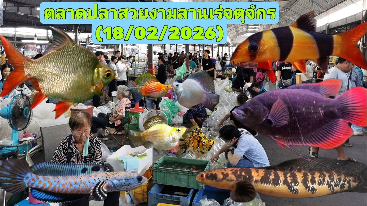 Aquarium​ Fish​ Market​ in​ Thailand​ ตลาด​ปลา​สวยงาม​ลาน​เร่​จตุจักร​🐟​(18/02​/2026)​