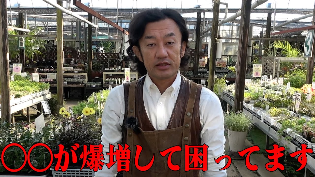 あの植物、増え過ぎたらコレ使え！【カーメン君】【園芸】【ガーデニング】