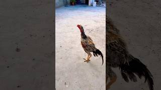 King O Shamo Aseel Murga #aseelmurga #shamo #birds #breed #shots