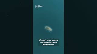 Teeny Tiny Tardigrades