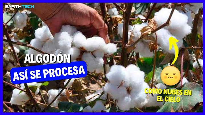 Así es como se industrializa el algodón ¡UN INCREÍBLE PROCESO!