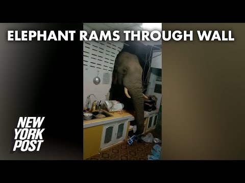Elephant rams through kitchen wall to swipe Thai family’s food | New York Post