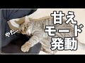 飼い主が買い物に行こうとすると、寝転がって駄々こねる猫がかわいい、、、