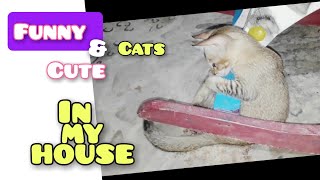 Cute & Funny Cats in my house  Spend Time With Them  #cat #pets #kitten #funny #cute