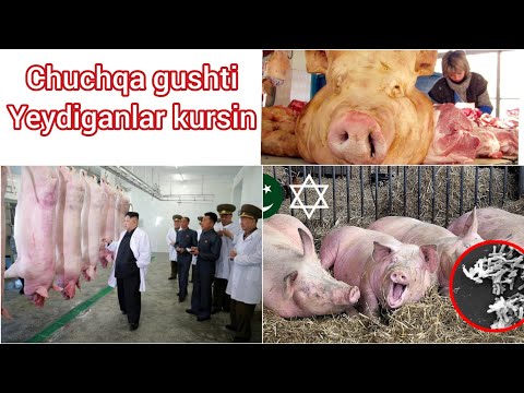 Video: Yozgi Kottejda Cho'chqachilik Bilan Qanday Kurashish Mumkin, Bu Qanchalik Xavfli