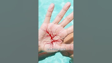 Why You Wrinkle In The Water 🤔