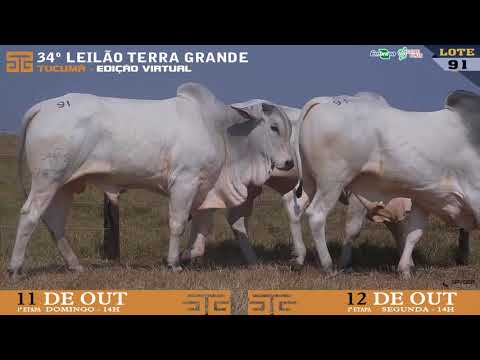 LOTE 091