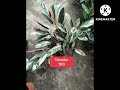 VLOG01: PRAYER PLANT OR CALATHEA PLANT/DHAN OFFICIAL