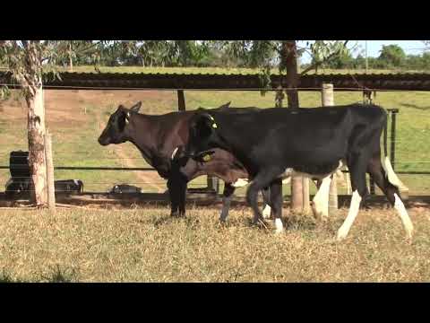 LOTE 47   FAZENDA OLHOS DÁGUA   511  506  510