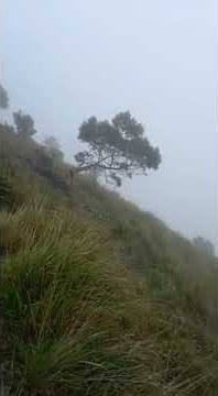 menuju Cemara Sewu Gunung Lawu