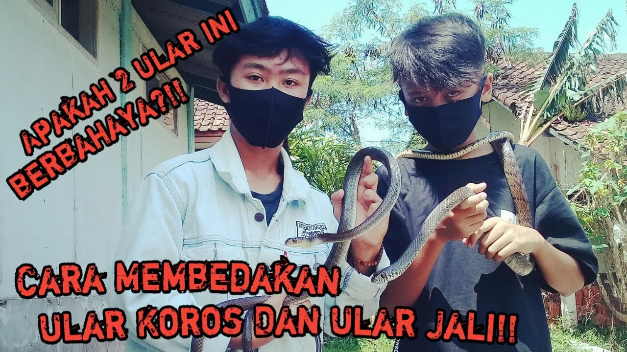 Cara membedakan ular jali dan ular koros