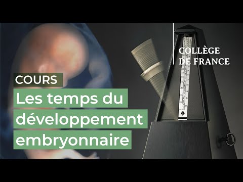 Vidéo: Dans un type d'apomixie, les embryons se développent directement à partir de ?