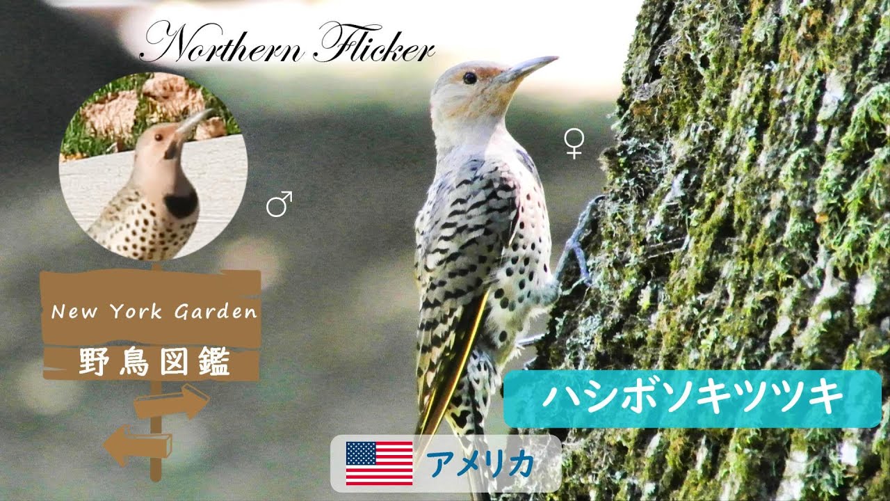 野鳥図鑑：Northern Flicker (ハシボソキツツキ) - YouTube