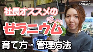 ゼラニウム　育て方　管理方法　植え替え方法　ポイント【おうちでガーデニング】開花園チャンネル