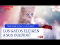 LOS GATOS ELIGEN A SUS DUEÑOS?